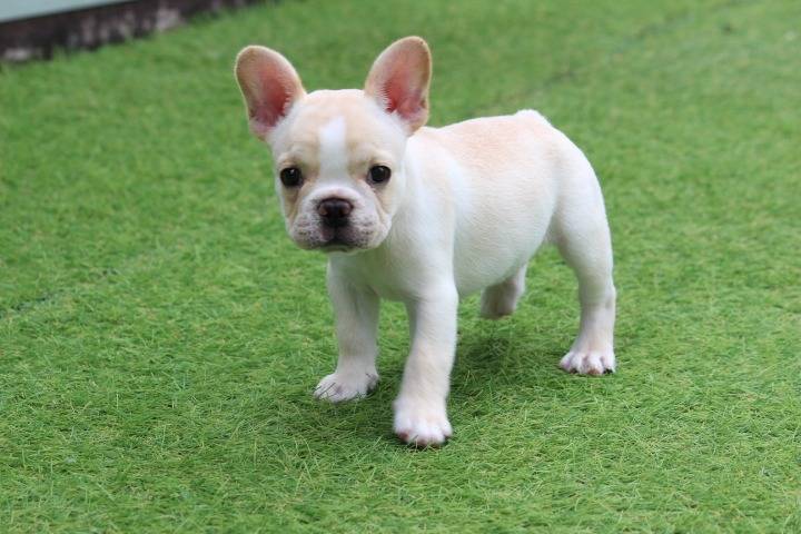 ※お申込みいただきました！！フレンチブルドッグ子犬情報：7/9生クリーム👧（エクセレントカインド犬舎）