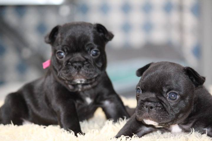 ※お申込みいただきました！！フレンチブルドッグ子犬情報：8/5生ブリンドル👦👧【エクセレントカインド犬舎】