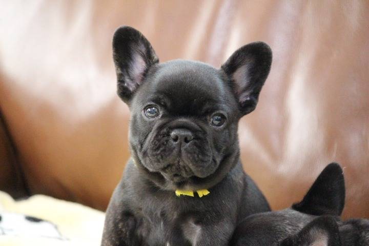 ※ご成約致しました！！フレンチブルドッグ子犬👧イエローリボン（2024年9月1日生：ブリンドル女の子）