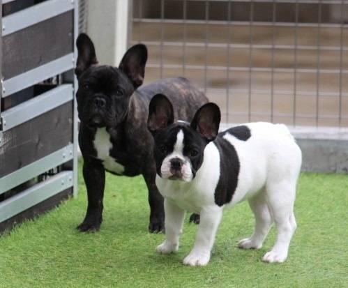 フレンチブルドッグ犬舎の新しいメンバーのご紹介