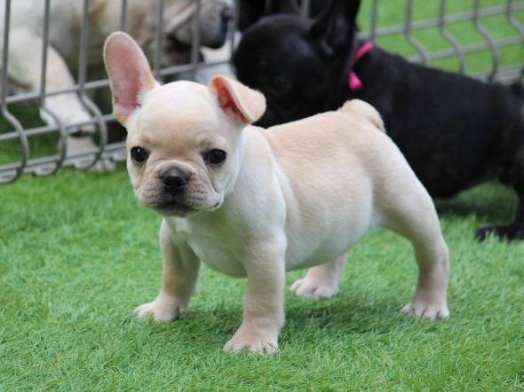※ご成約致しました！！フレンチブルドッグ子犬👦（クリーム男の子：2025/6/7生）