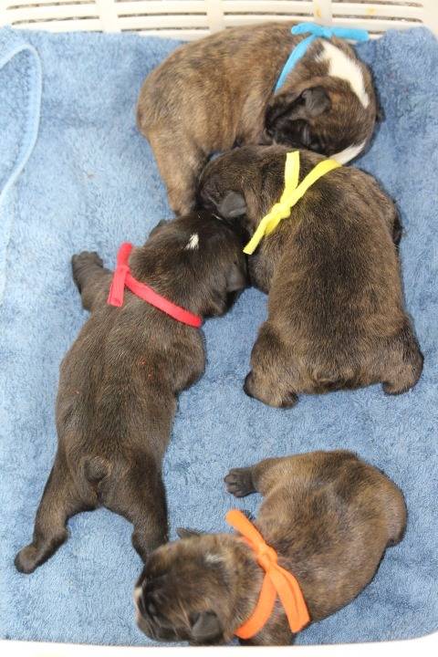 フレンチブルドッグ出産情報（2025年8月～9月）