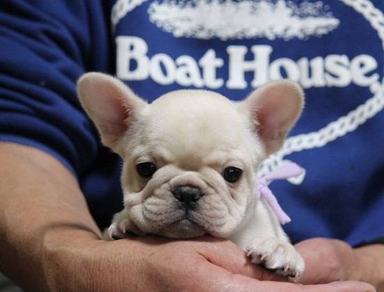 ※ご成約致しました！！フレンチブルドッグ子犬👧紫リボン（クリーム女の子：2025/9/18生）