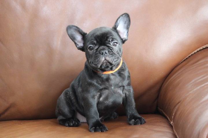 ※ご成約頂きました！！フレンチブルドッグ子犬👧橙リボン（ブリンドル女の子：2025/9/18生）