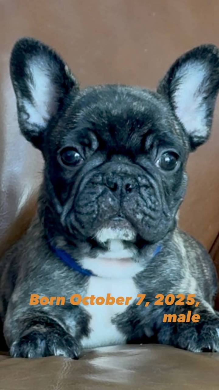 ※ご成約致しました！！フレンチブルドッグ子犬👦青リボン（ブリンドル男の子：2025/10/7生）