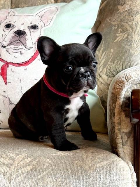 フレンチブルドッグ子犬:ローズリボン👧(ブリンドル女の子:2026/2/20生)