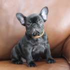 ※ご成約頂きました！！フレンチブルドッグ子犬👧橙リボン（ブリンドル女の子：2025/9/18生）