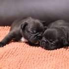 最新☆彡フレンチブルドッグ出産情報🍼（2026年２月）