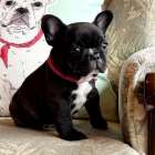 フレンチブルドッグ子犬：ローズリボン👧（ブリンドル女の子：2026/2/20生）